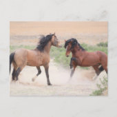 Carte Postale Onaqui Chevaux sauvages (Devant)