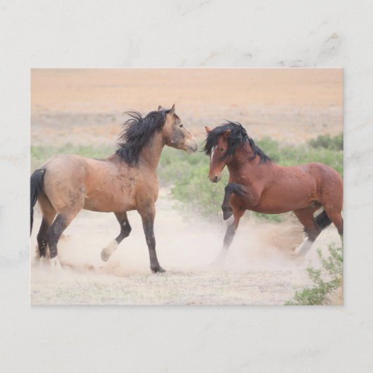 Carte Postale Onaqui Chevaux sauvages (Devant)