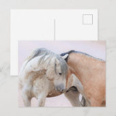 Carte Postale Onaqui Chevaux sauvages (Devant / Derrière)