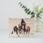 Carte Postale Onaqui Chevaux sauvages (Debout devant)