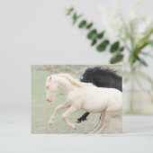 Carte Postale Onaqui Chevaux sauvages (Debout devant)