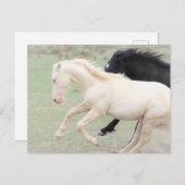 Carte Postale Onaqui Chevaux sauvages (Devant / Derrière)
