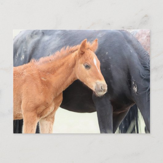 Carte Postale Onaqui Chevaux sauvages (Devant)
