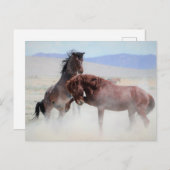 Carte Postale Onaqui Chevaux sauvages (Devant / Derrière)