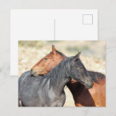 Carte Postale Onaqui Chevaux sauvages (Devant / Derrière)