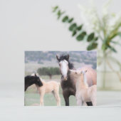 Carte Postale Onaqui Chevaux sauvages (Debout devant)