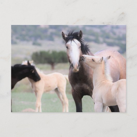 Carte Postale Onaqui Chevaux sauvages (Devant)