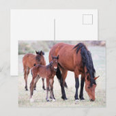 Carte Postale Onaqui Chevaux sauvages (Devant / Derrière)