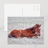 Carte Postale Onaqui Chevaux sauvages (Devant / Derrière)