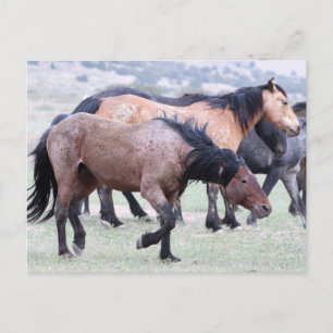 Carte Postale Onaqui Chevaux sauvages