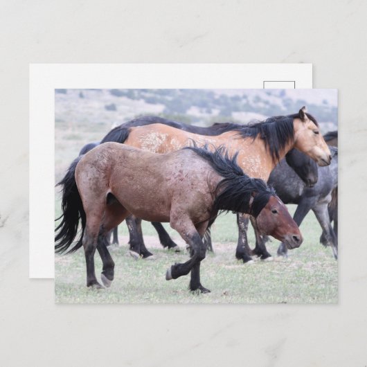 Carte Postale Onaqui Chevaux sauvages (Devant / Derrière)