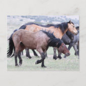 Carte Postale Onaqui Chevaux sauvages (Devant)