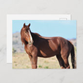 Carte Postale Onaqui Chevaux sauvages (Devant / Derrière)