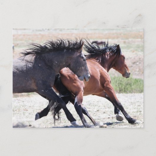 Carte Postale Onaqui Chevaux sauvages (Devant)