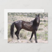 Carte Postale Onaqui Chevaux sauvages (Devant / Derrière)