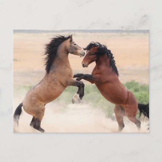 Carte Postale Onaqui Chevaux sauvages (Devant)