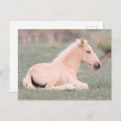 Carte Postale Onaqui Chevaux sauvages (Devant / Derrière)