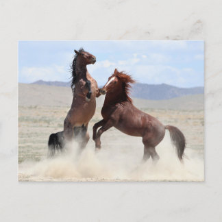 Carte Postale Onaqui Chevaux sauvages