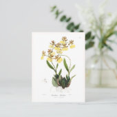 Carte Postale Oncidium Barkeri (Debout devant)