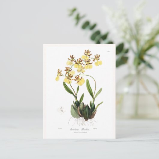 Carte Postale Oncidium Barkeri (Debout devant)