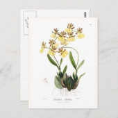 Carte Postale Oncidium Barkeri (Devant / Derrière)
