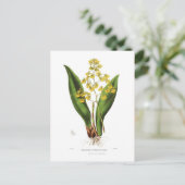 Carte Postale Oncidium cavendishianum (Debout devant)