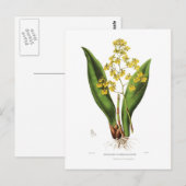 Carte Postale Oncidium cavendishianum (Devant / Derrière)