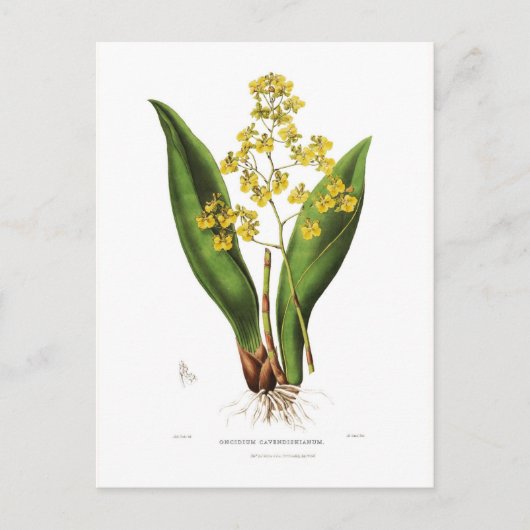 Carte Postale Oncidium cavendishianum (Devant)