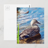 Carte Postale Ondulations (Devant / Derrière)