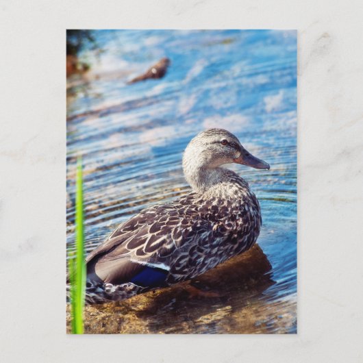 Carte Postale Ondulations (Devant)