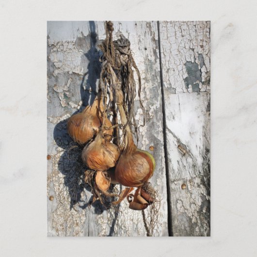 CARTE POSTALE ONIONS (Devant)