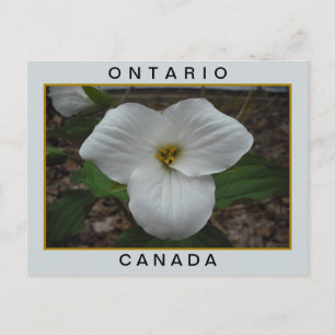 Carte Postale Ontario, Canada Trillium