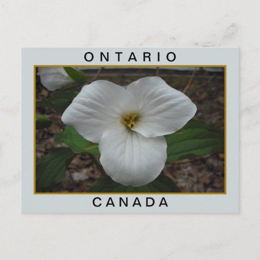 Carte Postale Ontario, Canada Trillium (Devant)
