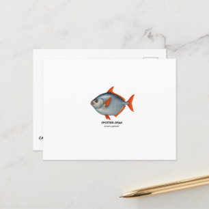 Carte Postale Opah tacheté - Animaux marins de Californie