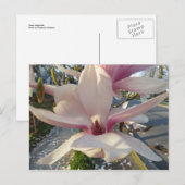 Carte Postale Open Magnolia (Devant / Derrière)