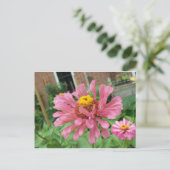 Carte Postale Open Rose Zinnia (Debout devant)