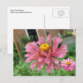 Carte Postale Open Rose Zinnia (Devant / Derrière)