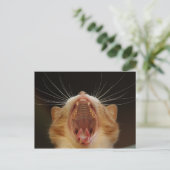 Carte Postale Open Wide Kitty Yawning (Debout devant)