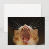Carte Postale Open Wide Kitty Yawning (Devant / Derrière)