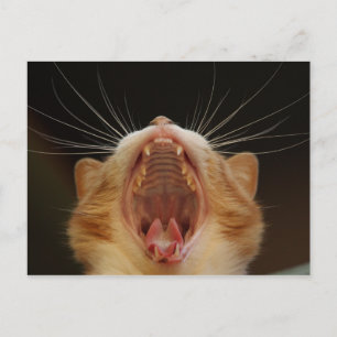 Carte Postale Open Wide Kitty Yawning