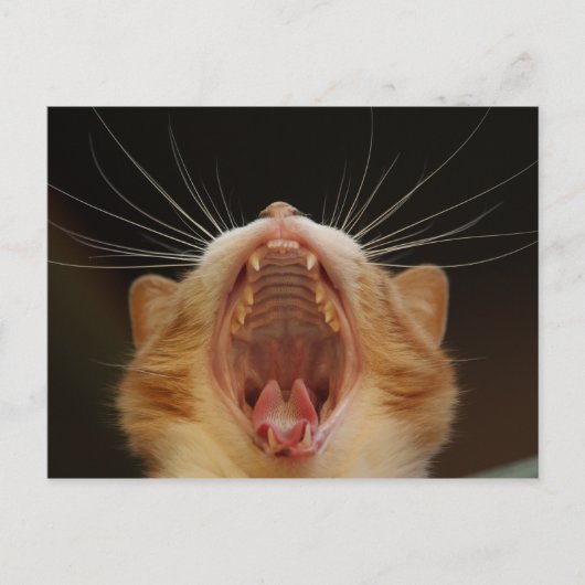 Carte Postale Open Wide Kitty Yawning (Devant)