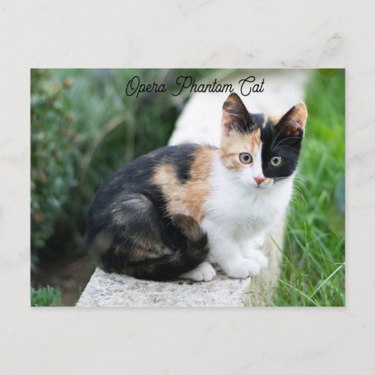 Carte Postale Opera Phantom Chat (Devant)