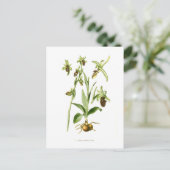 Carte Postale Ophrys araneifera (Debout devant)