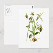 Carte Postale Ophrys araneifera (Devant / Derrière)