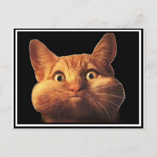 CARTE POSTALE OPOPS CAT (Devant)