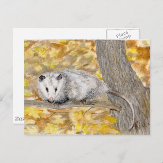 Carte postale Opossum (Devant / Derrière)