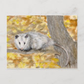 Carte postale Opossum (Devant)