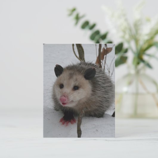 Carte Postale Opossum (Debout devant)