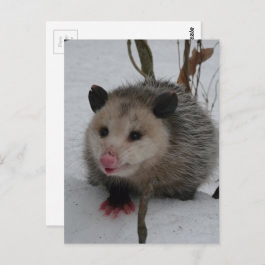 Carte Postale Opossum (Devant / Derrière)