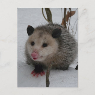 Carte Postale Opossum